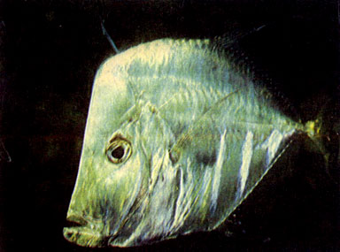Индийский алект (Alectis indica)