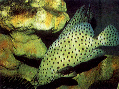 Леопардовый групер (Chromileptis altivelis) 