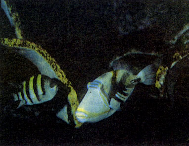 Абудефдуф сержант-майор (Abudefduf saxatilis) и ринекант Пикассо (Rhinecanthus aculeatus)