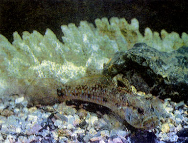 Блестящий бычок (Gobius giurinus)
