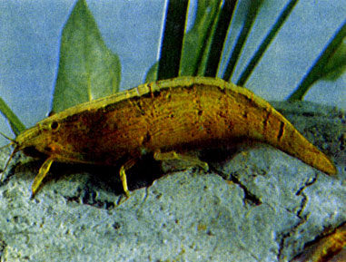 Ленточный атиопсис (Atyopsis moluccensis)