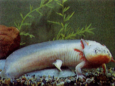 Аксолотль-альбинос (Ambystoma mexicanum)