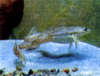 Гладкая шпорцевая лягушка (Xenopus laevis)