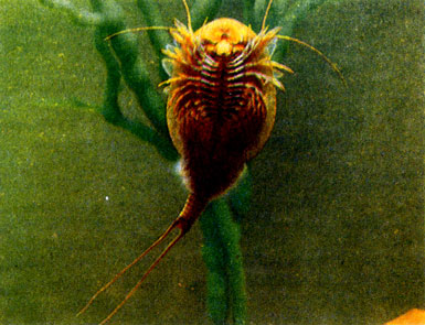 Обыкновенный щитень (Triops cansriformis)
