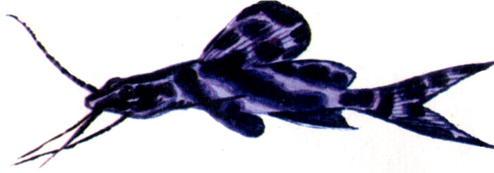 Леиарий