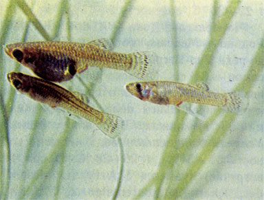 Гамбузия Хольбрука (Gambusia affinis holbrooki)