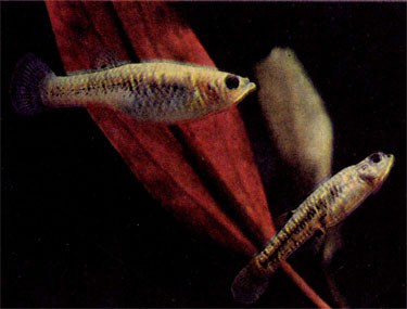 Пецилия Чика (Poecilia chica), ниже — гетерандрия формоза (Heterandria formosa)