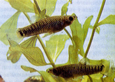 Чернобрюхая лимия (Limia melanogaster)