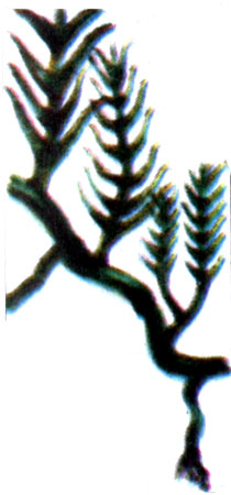 Каулерпа мексиканская (Caulerpa mexicana)